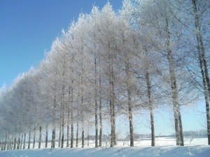 tokachi-winter